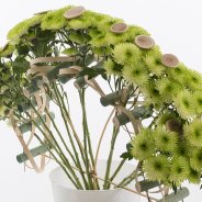 Fresh, green and cool in this type of arrangement