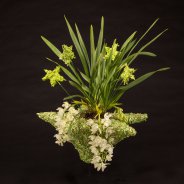 Ice Cascade Cymbidium in kerstsfeer