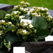 Miniature garden with Garden Kalanchoës - Pim van den Akker - Flower Factor