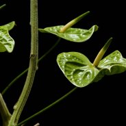 Anthurium Midori