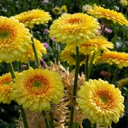 Gele mini Gerbera