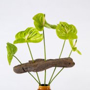 Anthuriums in a frame bouquet - Pim van den Akker - Flower Factor