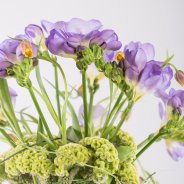 #FreestyleFreesia sea style - Roos van Unen