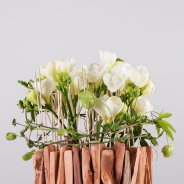 FreestyleFreesia wit Kristel van Dijk Flower Factor