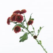 Chrysant 'Doria Cherry' van Zentoo