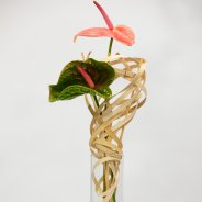 Quick and easy design with Sonate and Pistache cut Anthuriums from Fiore Anthuriums - photo Nils van Houts