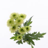 Chrysant 'Cocoon' from Zentoo