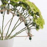 'Cocoon', an eye-catching variety