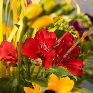Red Alstroemeria 'Nadya'