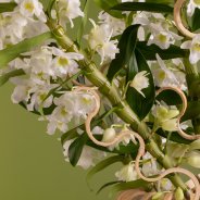Bamboo Orchid Pure White close-up