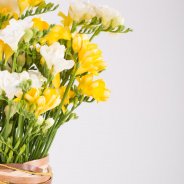 Oasis of Freesia Scent close-up