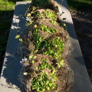 Green Hydrangea funeral design Kristel van Dijk Flower Factor