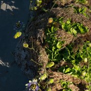 Green Hydrangea funeral design Kristel van Dijk Flower Factor