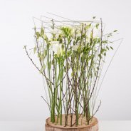 Small Freesia Forest