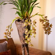 Tough interior with Cascade Cymbidium 'Argiro' detail