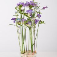 Serene Freesia design