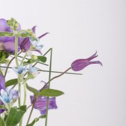 Serene Freesia design close-up