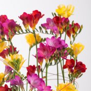 Merry-go-round Freesia design close-up