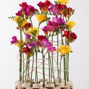 Merry-go-round Freesia design