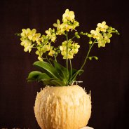 Christmas multiflora Phalaenopsis - Van der Hoorn - Flower Factor