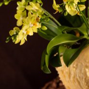 Christmas multiflora Phalaenopsis - Van der Hoorn - Flower Factor