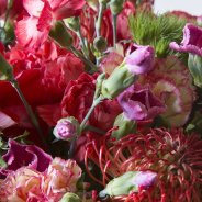 Dianthus bouquet close-up