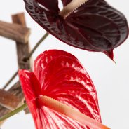 frameboeket met Anthuriums - Pim van den Akker - Flower Factor