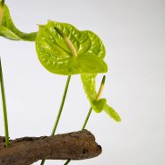 Anthuriums in a frame bouquet - Pim van den Akker - Flower Factor