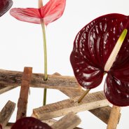 frameboeket met Anthuriums - Pim van den Akker - Flower Factor