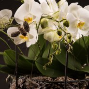Christmas orchid design - Roos van Unen Flower Factor