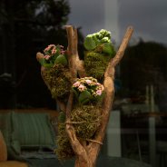 Garden Kalanchoe kokedama's - Pim van den Akker - Flower Factor