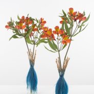 Kleine boeketjes met Alstroemeria 'HipHop' open bloem