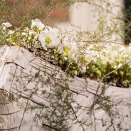 Luxurious Helleborus 'Verboom Beauty' design