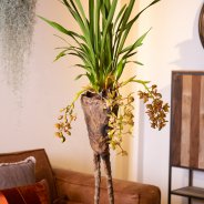 Tough interior with Cascade Cymbidium 'Argiro'