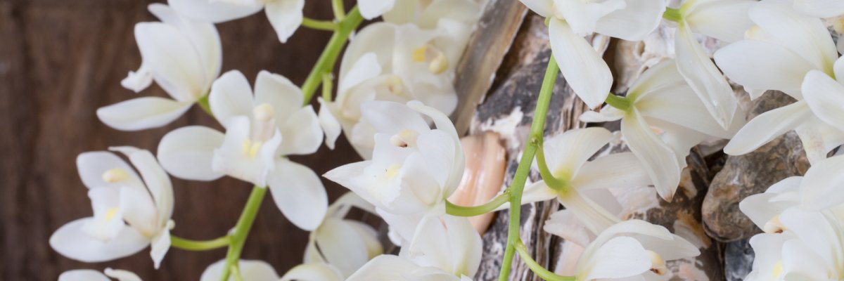 Strandschatten en de Ice Cascade Cymbidium