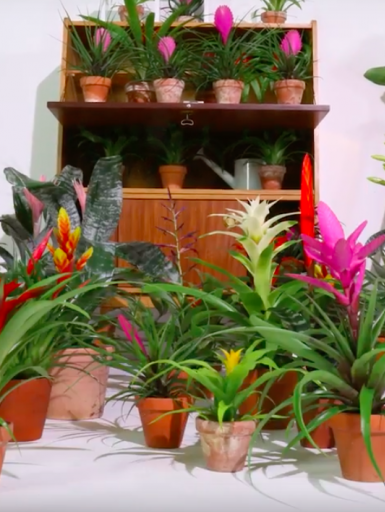 bromeliad stop motion 4grid4