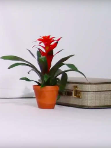 bromeliad stop motion 4grid1