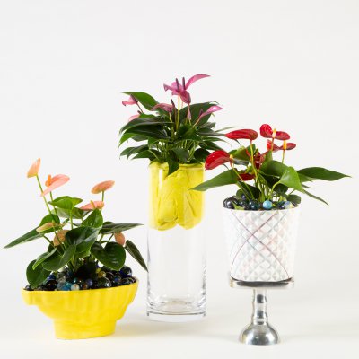 Playfull Anthurium arrangements Playfull Anthurium arrangements