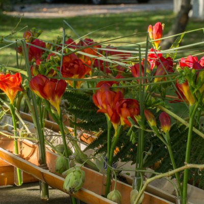 Freesia om vaarwel te zeggen