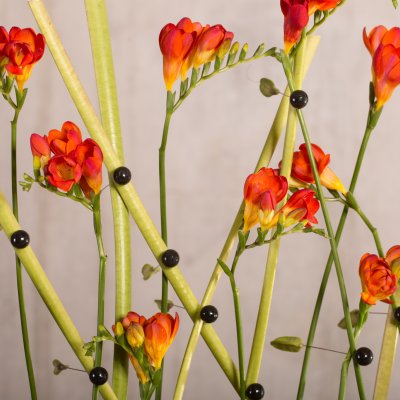 Feestelijk Freesia frame