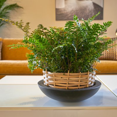Air purifying plants as a healthy addition to your interior