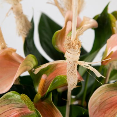 Anthurium with natural details Anthurium with natural details