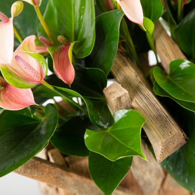 Anthurium in DIY pot Anthurium in DIY pot