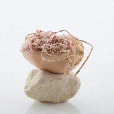 Dianthus in a seashell