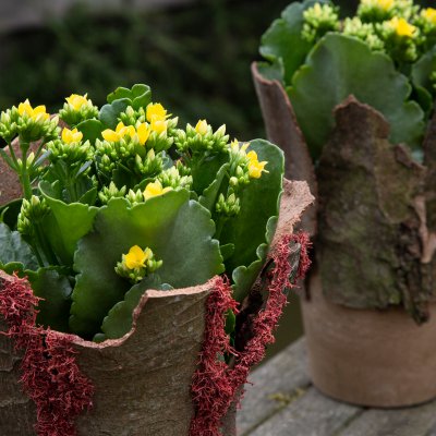 Ondergrond met schors voor Kalanchoe