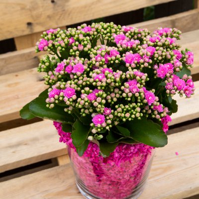 Felroze Garden Kalanchoe met flair