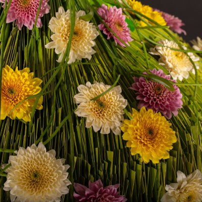 Sorbet Chrysanthemums