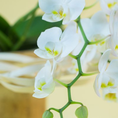 Commercieel design met de orchidee