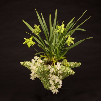 Ice Cascade Cymbidium in kerstsfeer