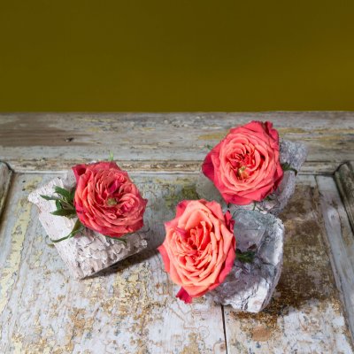 Schoonheden op schors